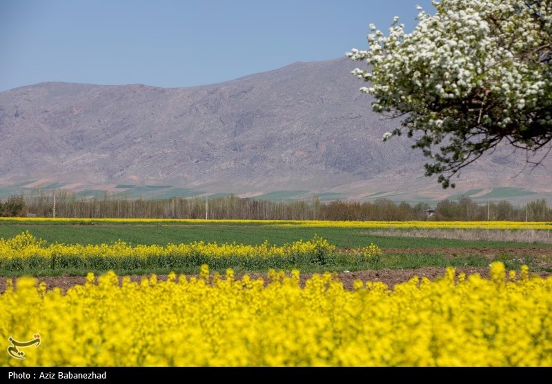 کشت کلزا در شهرستان سلسله - لرستان
