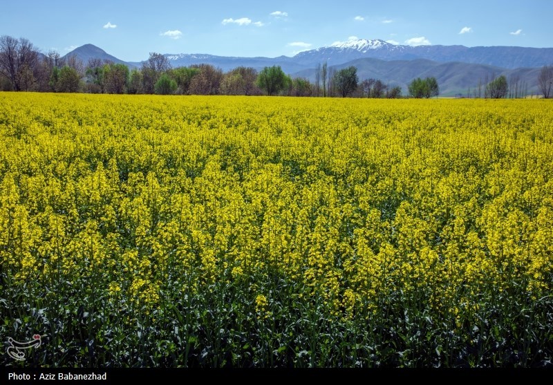 کشت کلزا در شهرستان سلسله - لرستان
