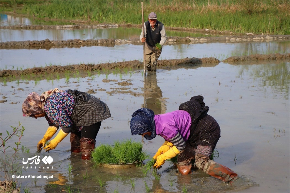 آغاز برنج‌کاری در گیلان