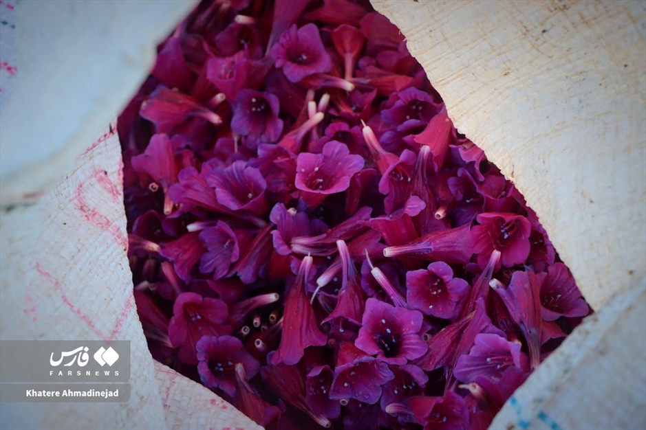 برداشت گل گاوزبان در گیلان