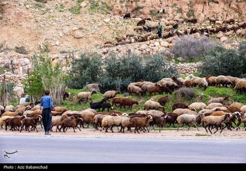 کوچ ییلاقی عشایر