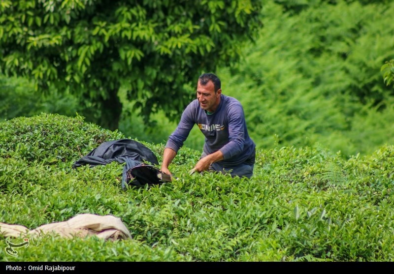 برداشت چای بهاره باغات املش - گیلان