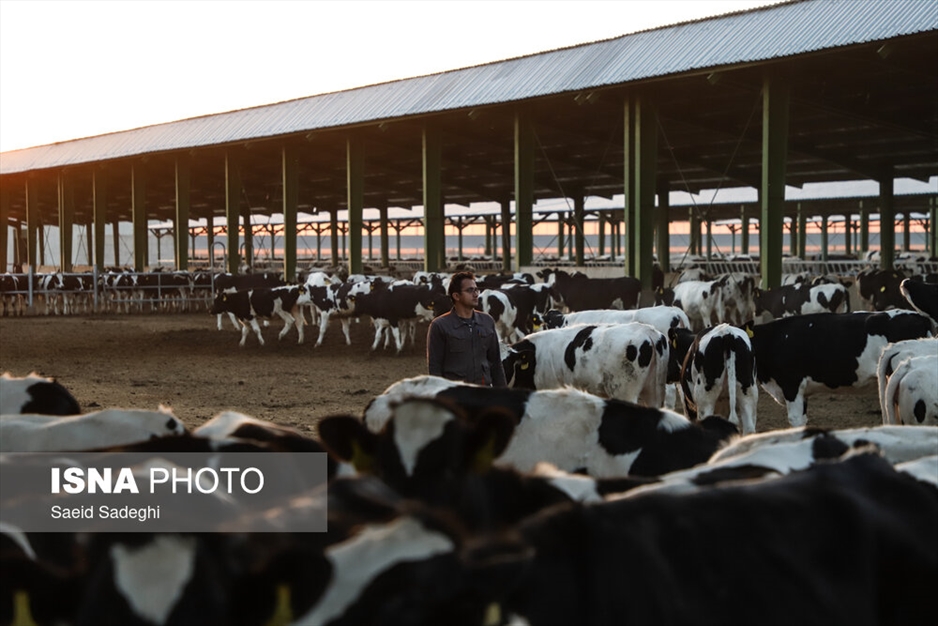 دامپروری در تبریز
