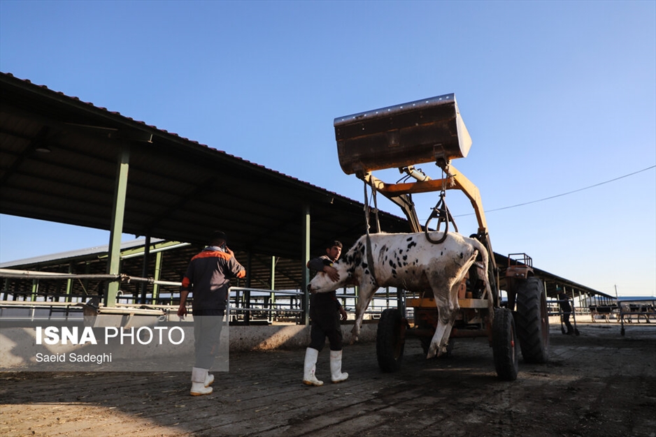 دامپروری در تبریز