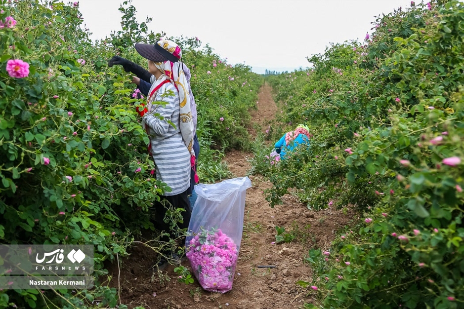 برداشت گل سرخ در البرز