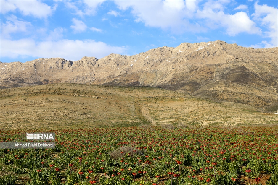دشت لاله‌های واژگون کوهرنگ