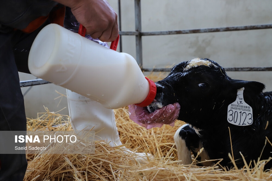 دامپروری در تبریز