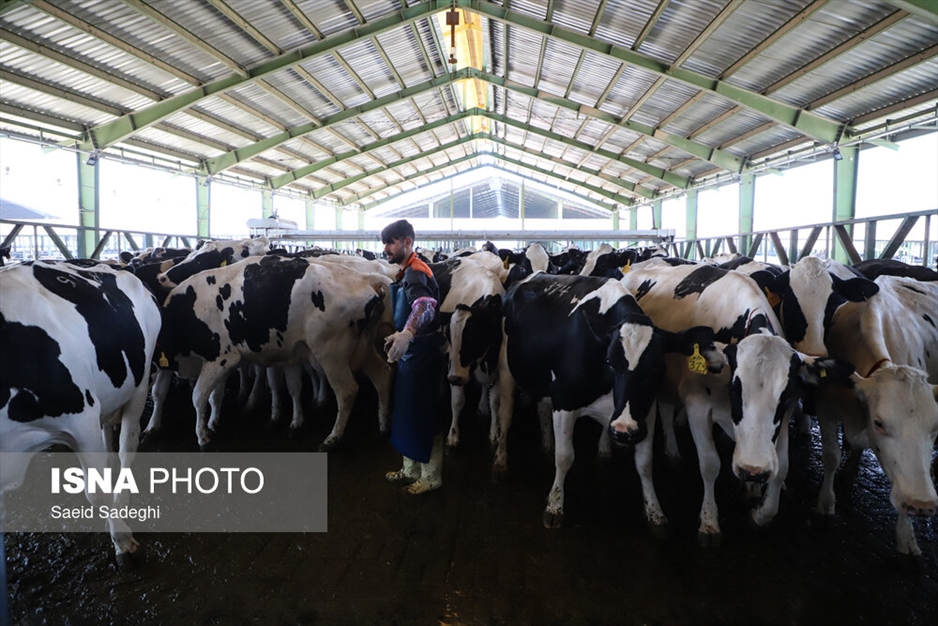 دامپروری در تبریز