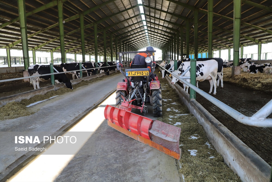 دامپروری در تبریز