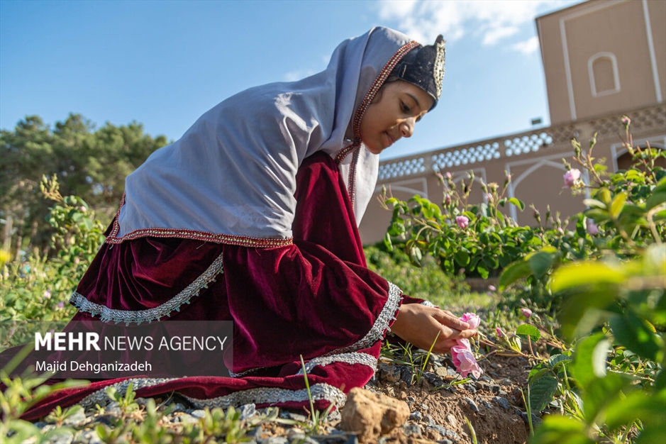 احیای سنت گلاب گیری حرم رضوی در باغ دولت‌آباد یزد