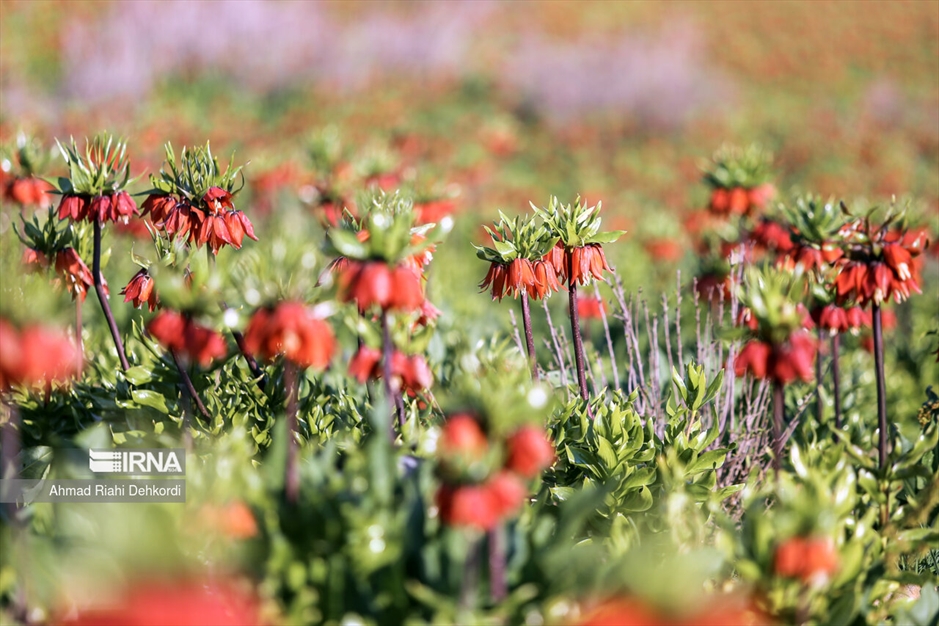 دشت لاله‌های واژگون کوهرنگ