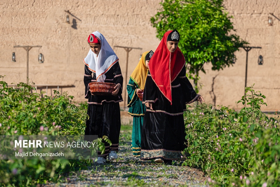 احیای سنت گلاب گیری حرم رضوی در باغ دولت‌آباد یزد