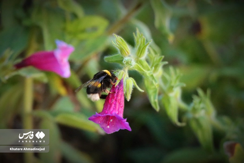 برداشت گل گاوزبان در گیلان