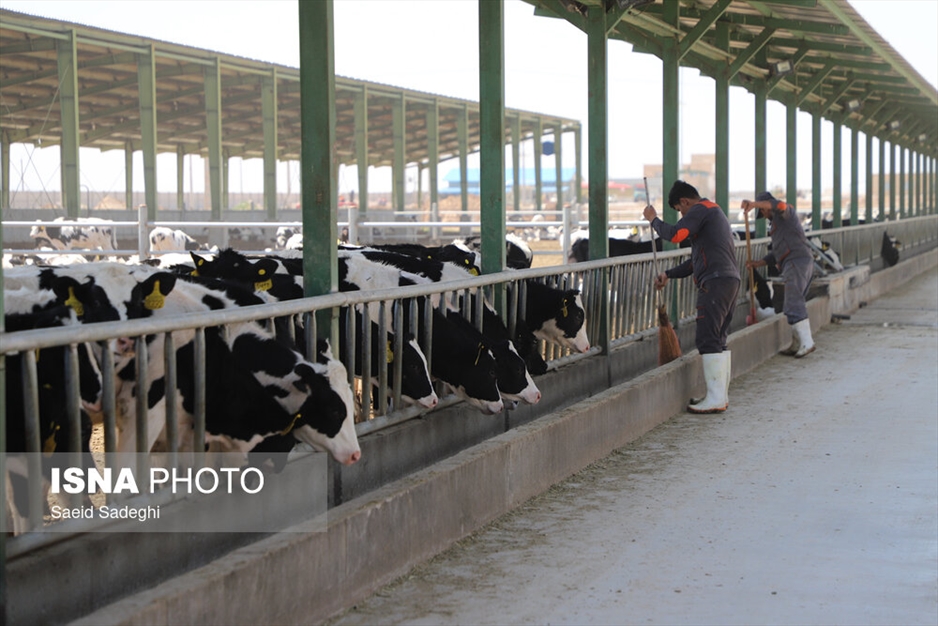 دامپروری در تبریز