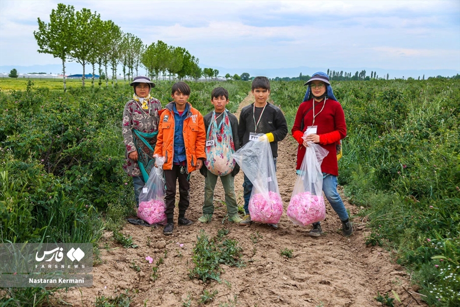 برداشت گل سرخ در البرز