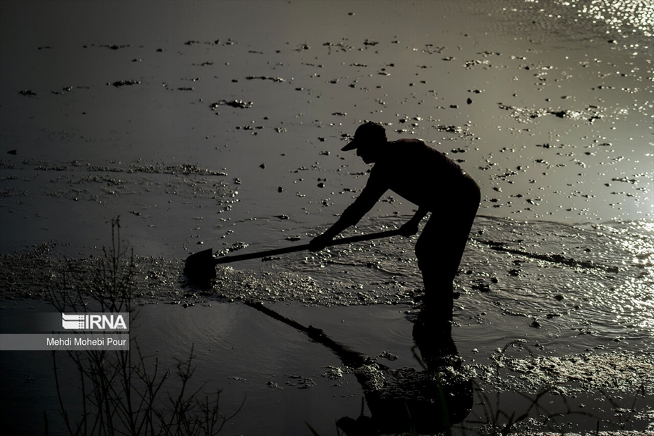 فصل نشا برنج