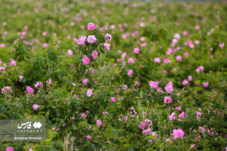 برداشت گل سرخ در البرز