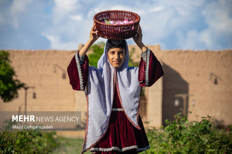 احیای سنت گلاب گیری حرم رضوی در باغ دولت‌آباد یزد