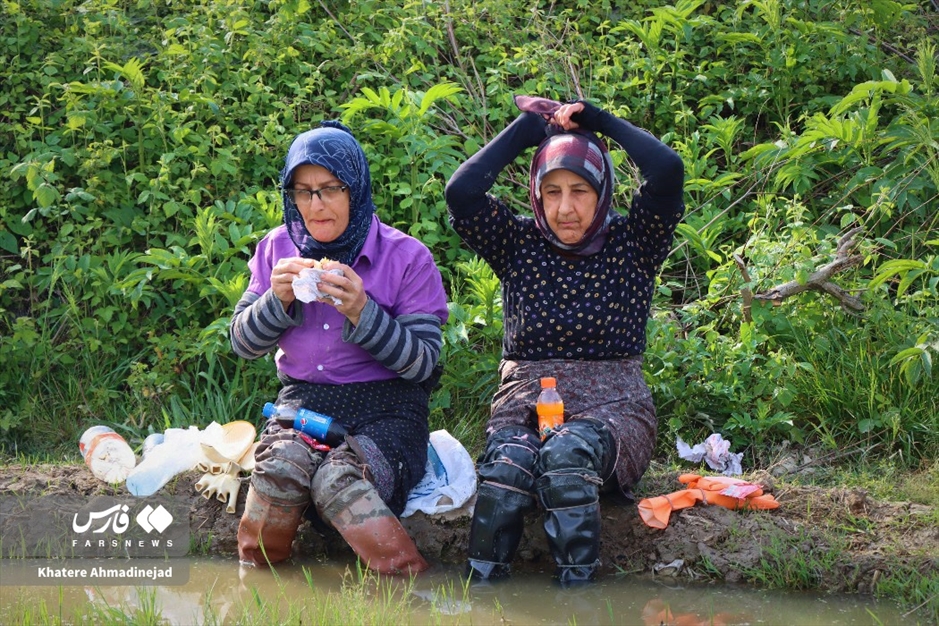 آغاز برنج‌کاری در گیلان