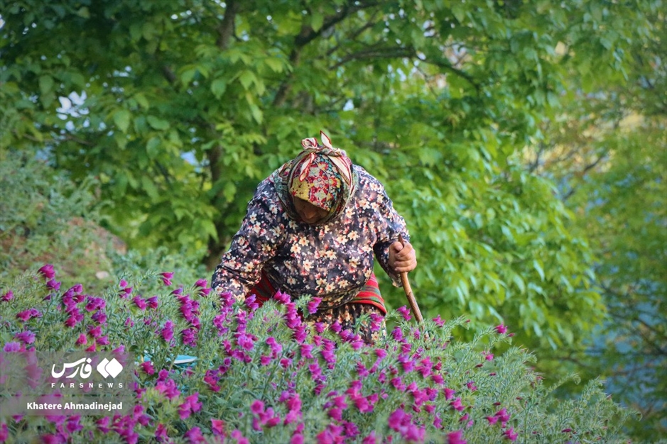 برداشت گل گاوزبان در گیلان