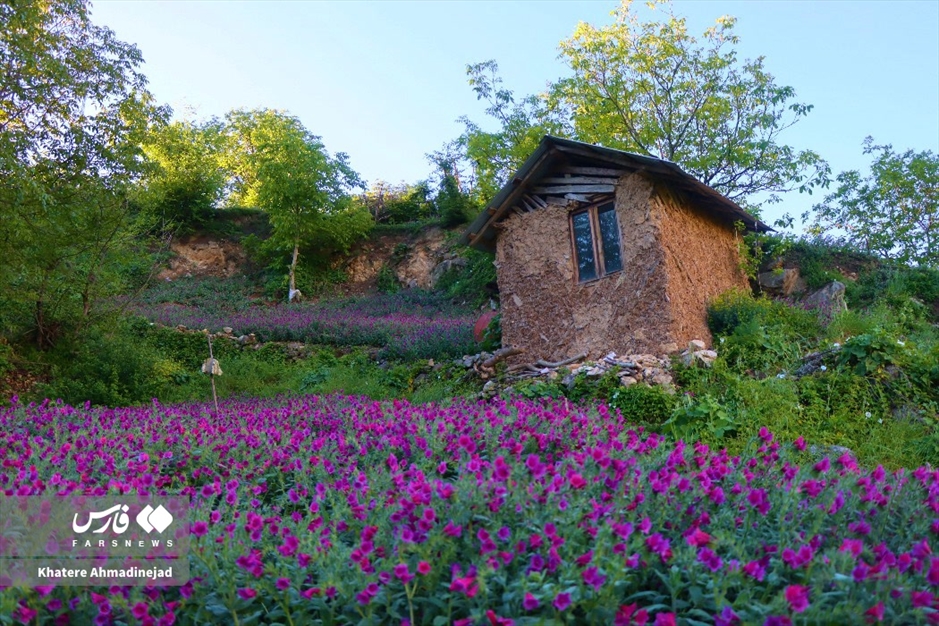 برداشت گل گاوزبان در گیلان