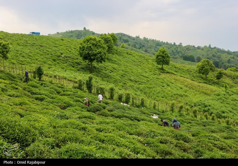 برداشت چای بهاره باغات املش - گیلان