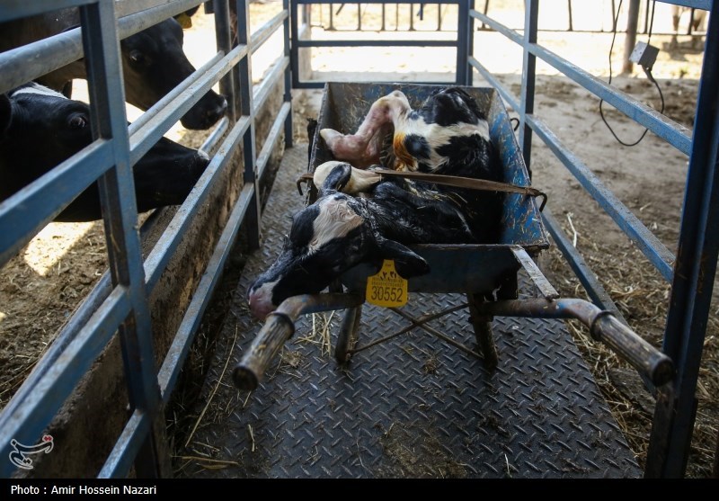  تحقق تامین امنیت غذایی با اتکا بر تولیدات داخلی 