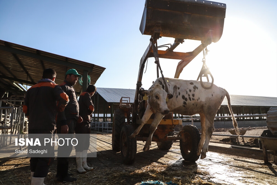 دامپروری در تبریز