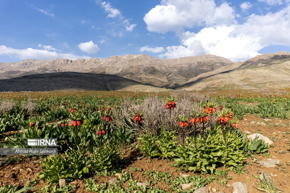 دشت لاله‌های واژگون کوهرنگ