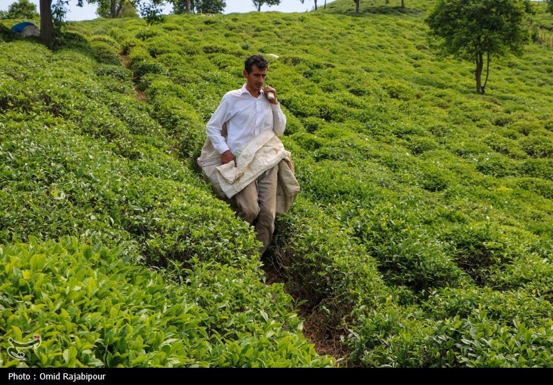 برداشت چای بهاره باغات املش - گیلان