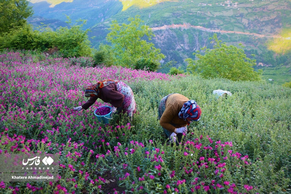 برداشت گل گاوزبان در گیلان