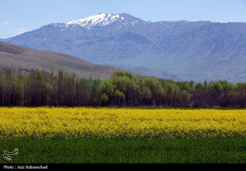 کشت کلزا در شهرستان سلسله - لرستان