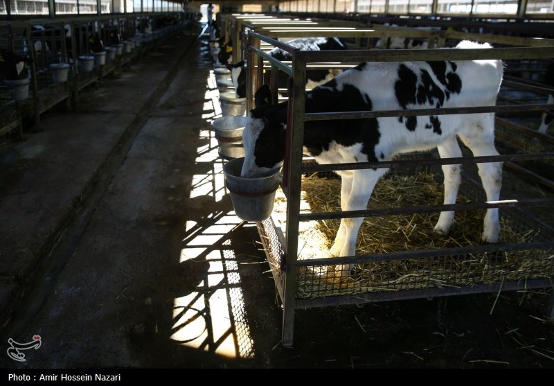  تحقق تامین امنیت غذایی با اتکا بر تولیدات داخلی 