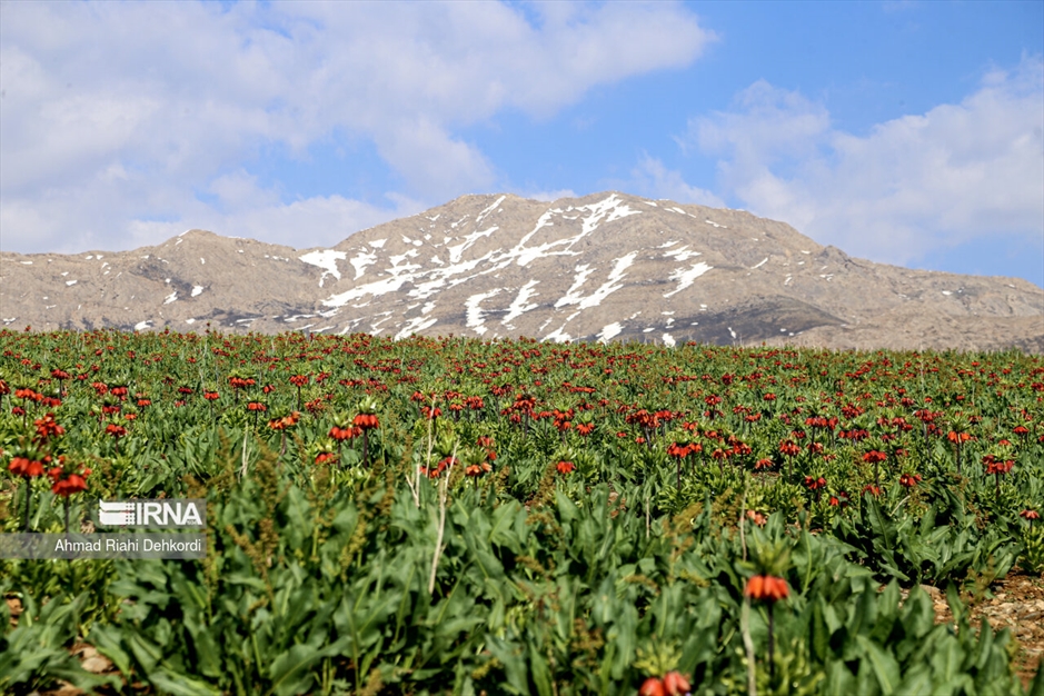 دشت لاله‌های واژگون کوهرنگ