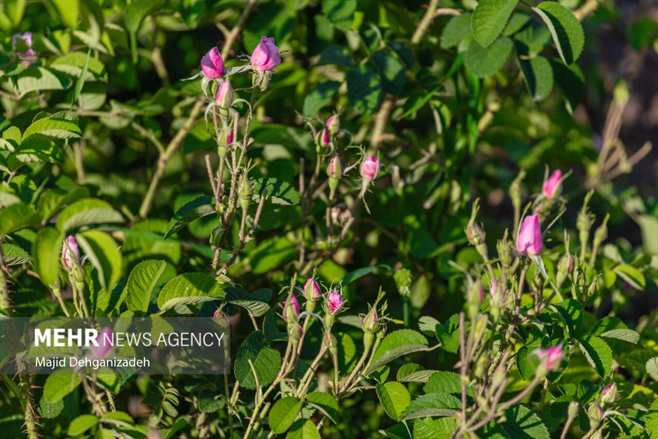 احیای سنت گلاب گیری حرم رضوی در باغ دولت‌آباد یزد