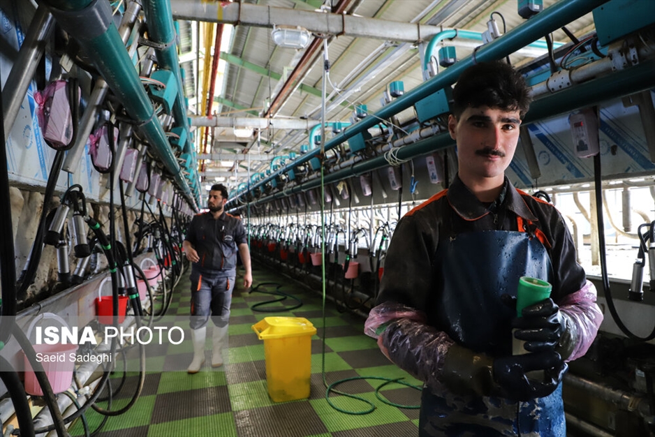 دامپروری در تبریز