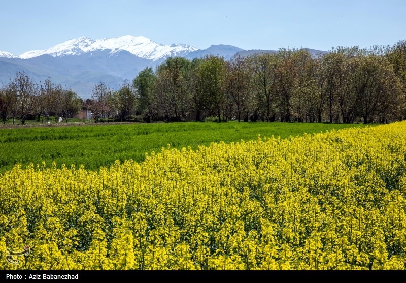 کشت کلزا در شهرستان سلسله - لرستان