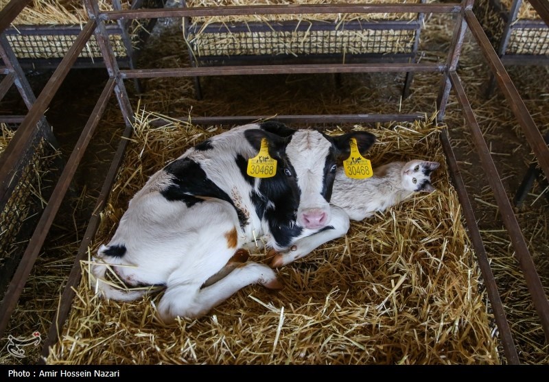  تحقق تامین امنیت غذایی با اتکا بر تولیدات داخلی 