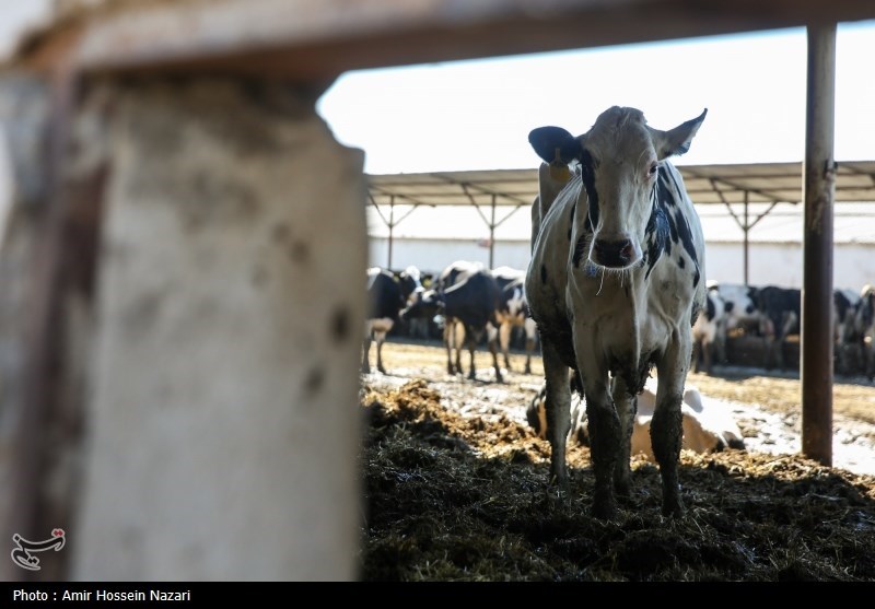  تحقق تامین امنیت غذایی با اتکا بر تولیدات داخلی 