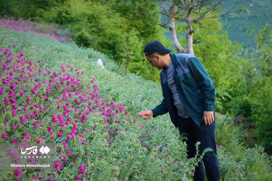 برداشت گل گاوزبان در گیلان