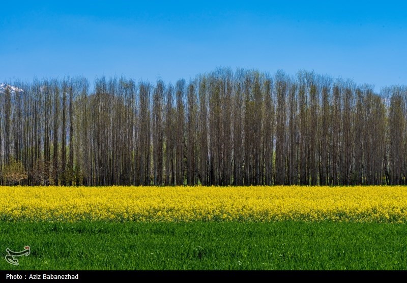کشت کلزا در شهرستان سلسله - لرستان