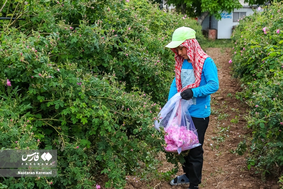 برداشت گل سرخ در البرز