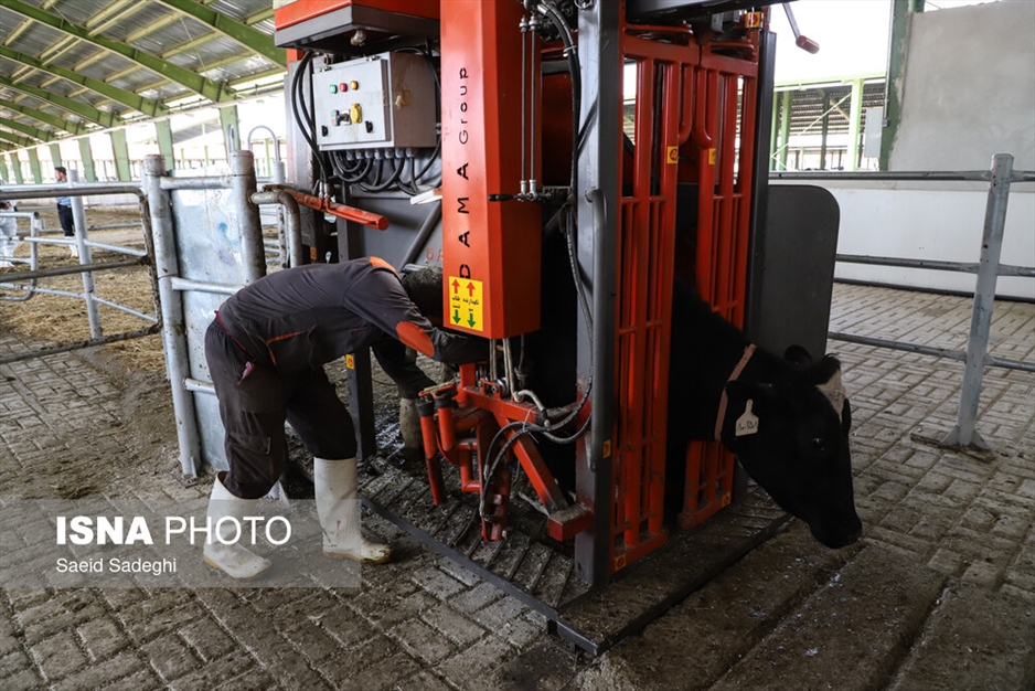 دامپروری در تبریز