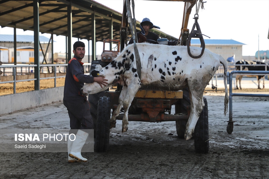 دامپروری در تبریز