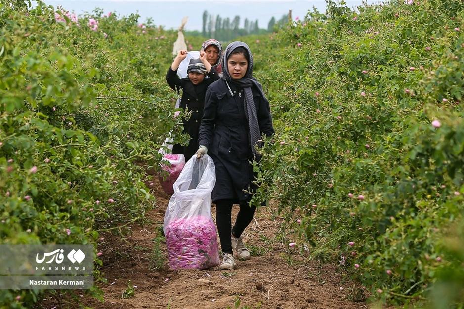 برداشت گل سرخ در البرز