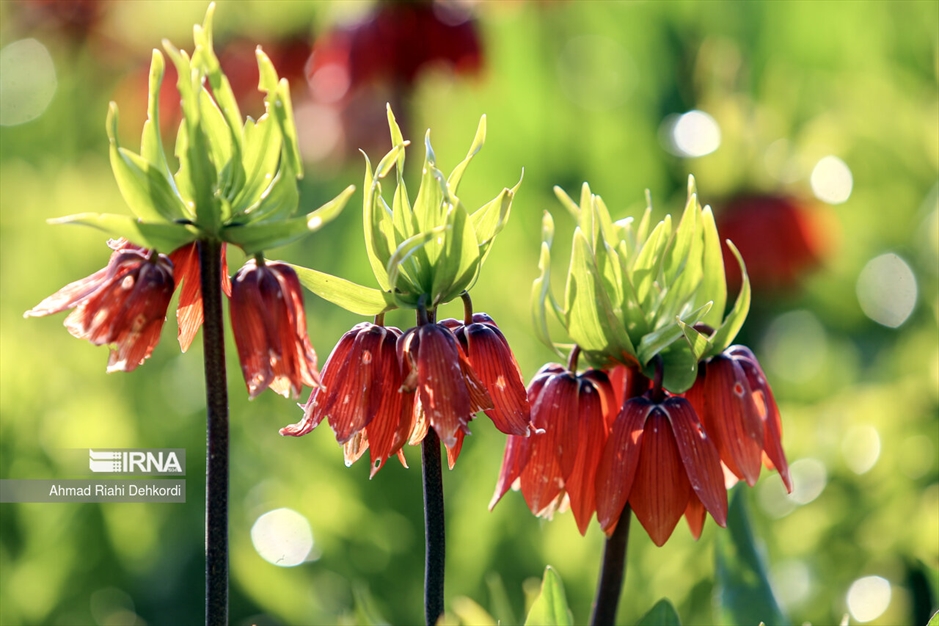 دشت لاله‌های واژگون کوهرنگ