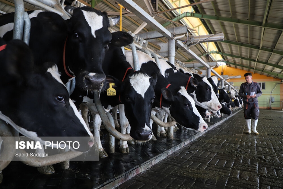 دامپروری در تبریز