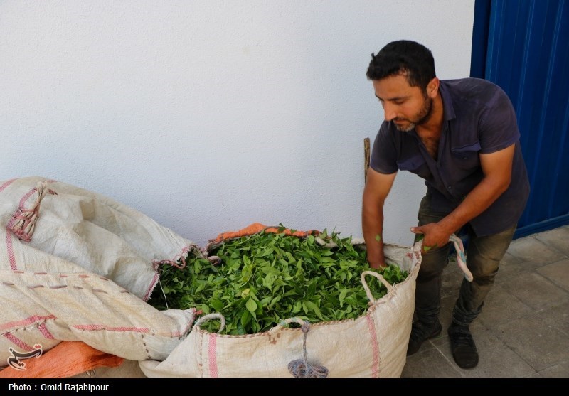 برداشت چای بهاره باغات املش - گیلان