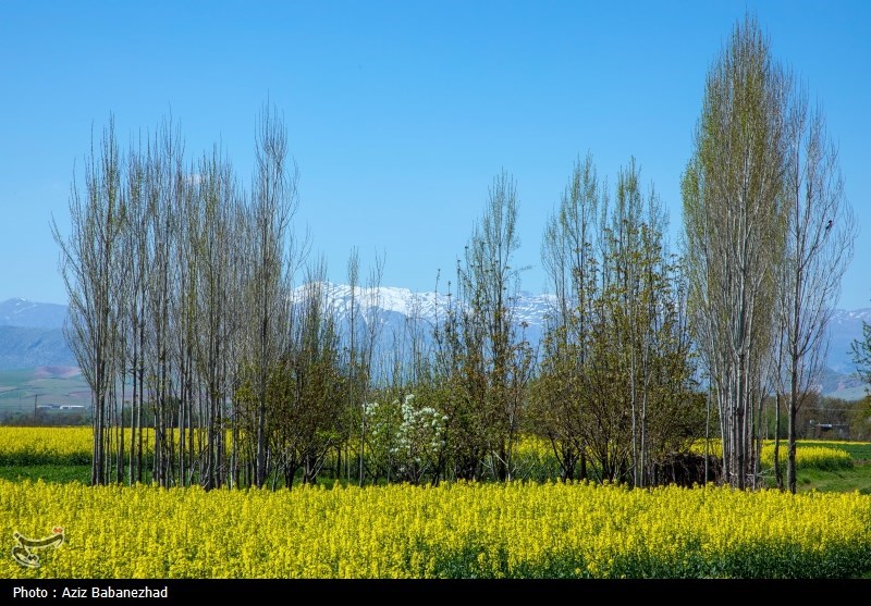 کشت کلزا در شهرستان سلسله - لرستان