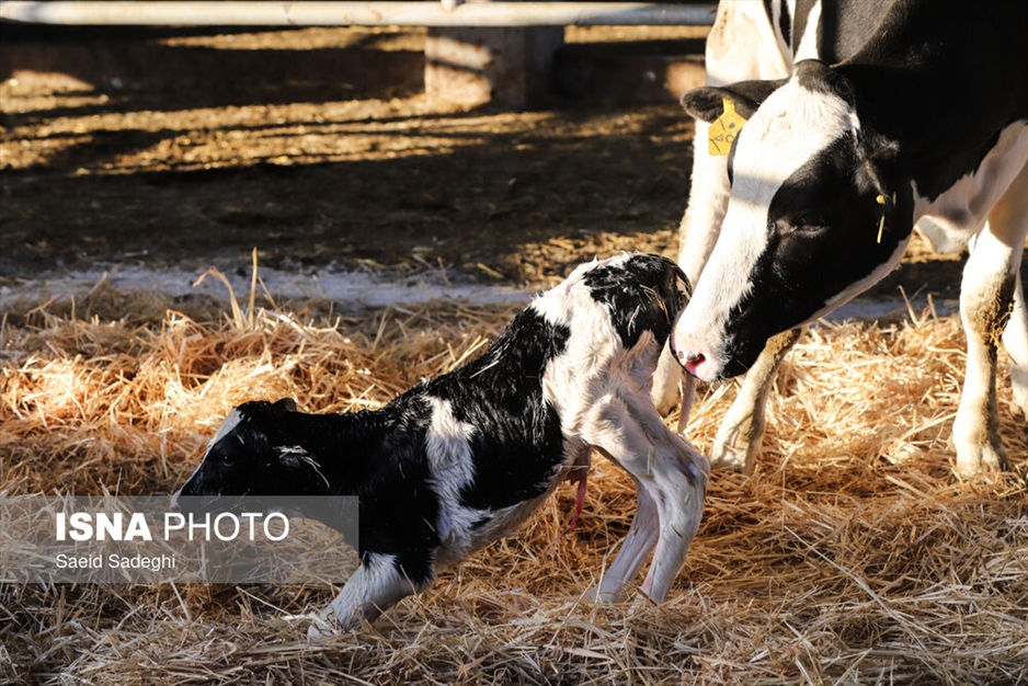 دامپروری در تبریز